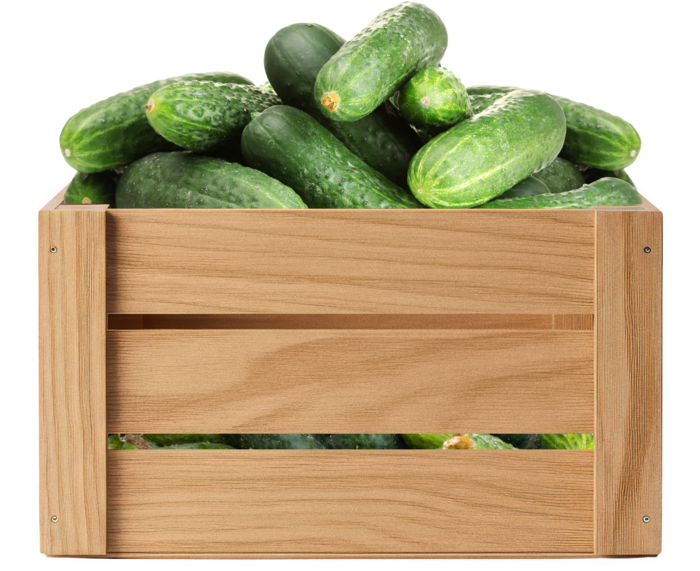 Wooden crate of organic cucumbers
