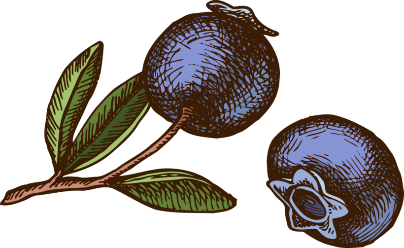 Organic blueberries illustration
