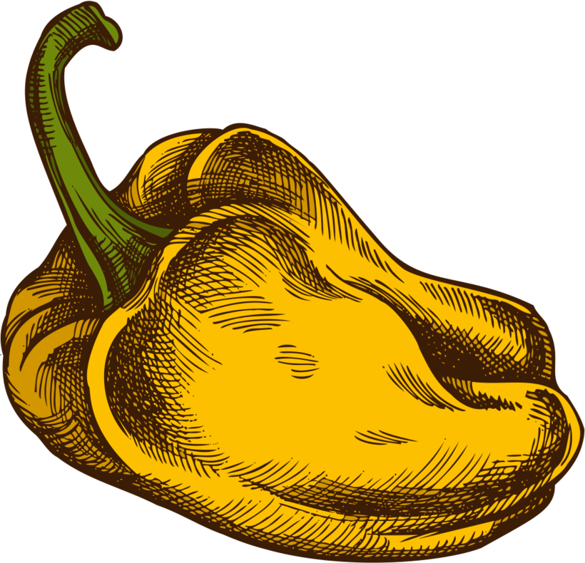 Organic bell pepper illustration